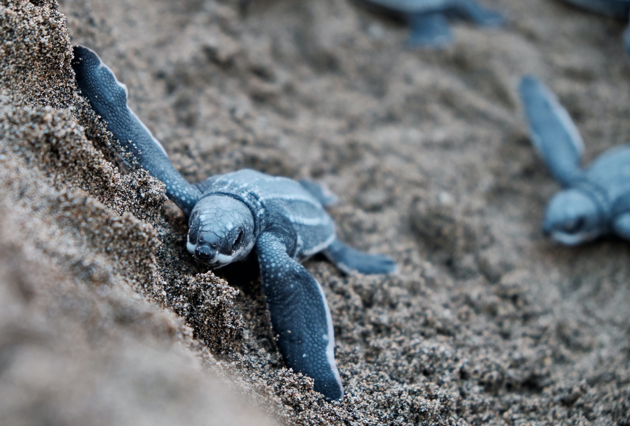 Baby Turtle on a black Sand in Tompotika