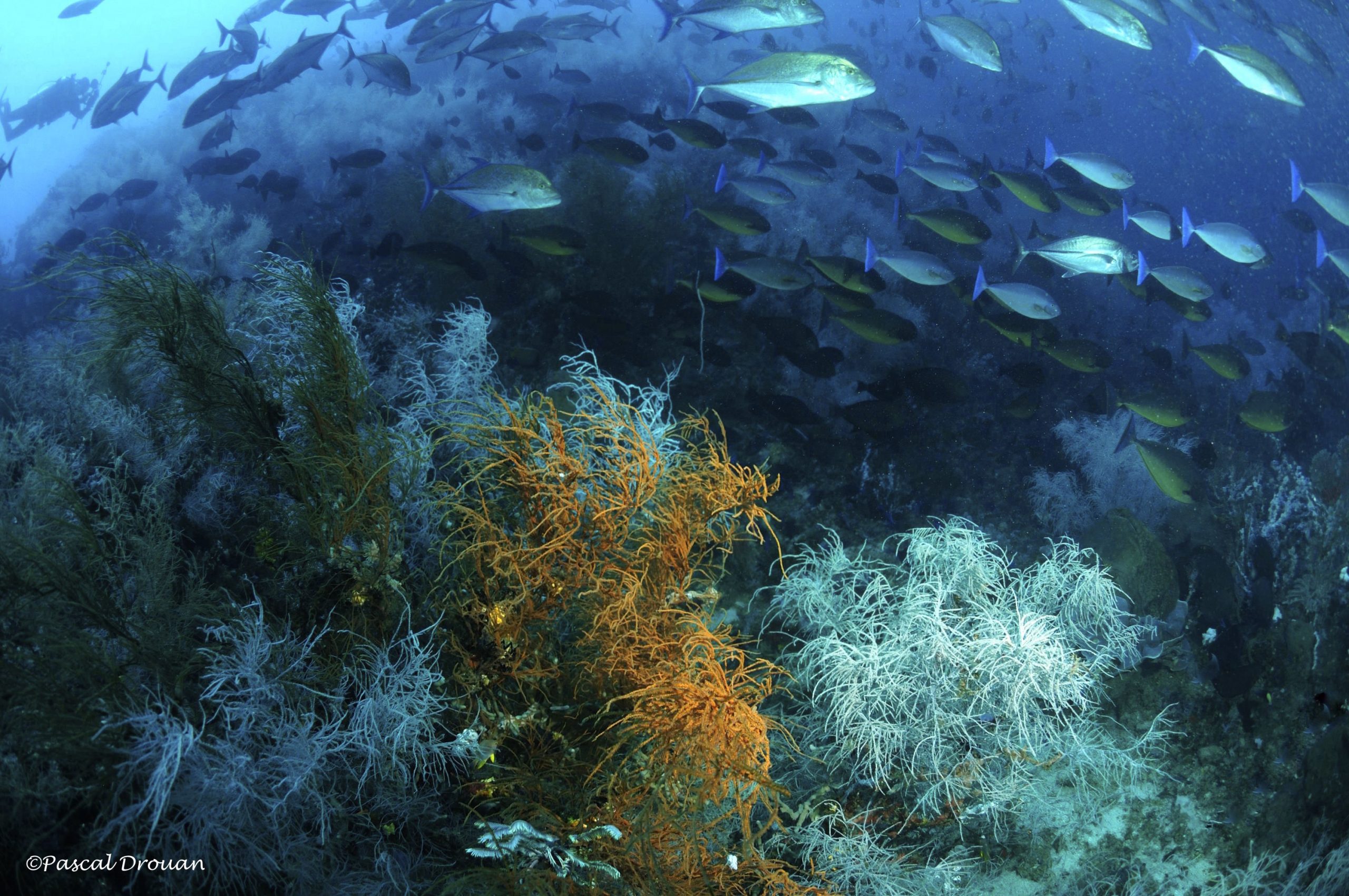 Black corals and school of surgeonfish on a reef in Pulau Dua